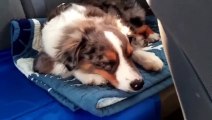 This dog hears his favorite song and he reacts! He is so cute!