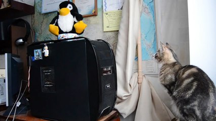 Ce chat déteste les lecteurs de DVD