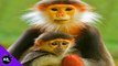 The 5 Weirdest Primates On The Planet! 5 Weird Animal Facts - Ep. 39 : AnimalBytesTV