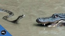 Snakes, Alligators & Dragons! Reptilia - SnakeBytesTV - Ep. 401 : AnimalBytesTV