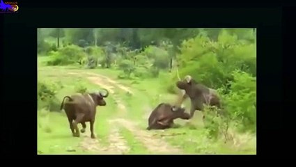 Top 10 Hunter Animal Big Battle -- Real Fight ► Animals egg Chan