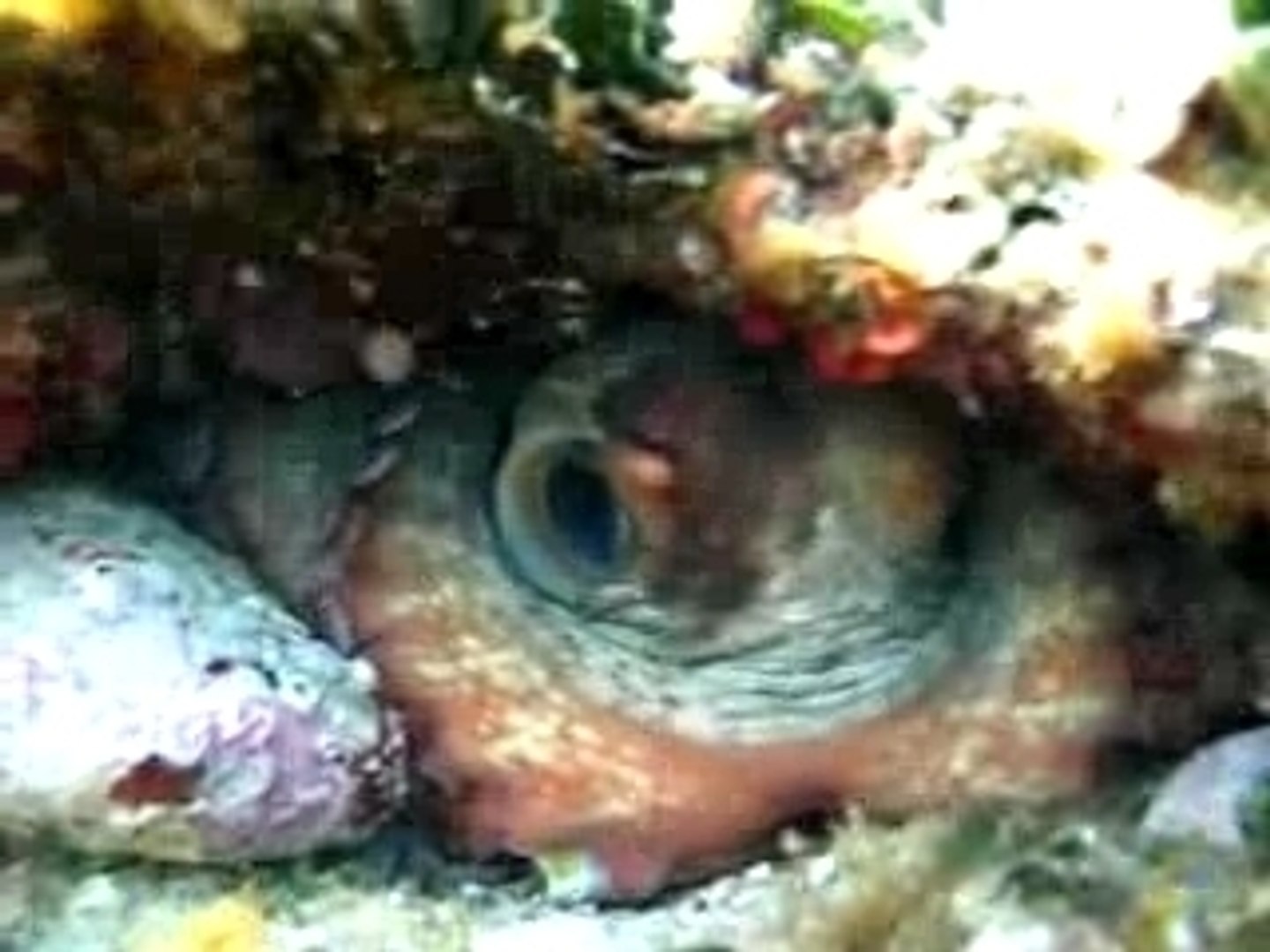 ⁣Octopus vulgaris dans son trou