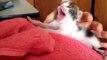 Смешное Видео с Кошками! Забавные Кошки! Funny Cats Video Compilation /