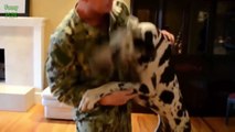 Dogs Welcoming Soldiers Home Compilation 2015 [NEW HD]