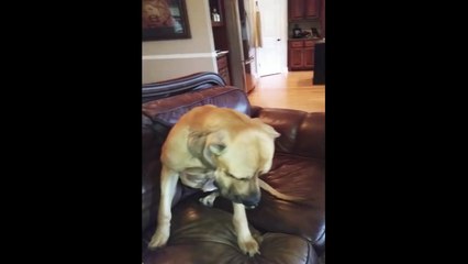 Dog Hides Whole Sandwich in his Mouth