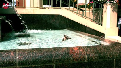 Ağır Çekimde Hayvanlar Alemi , 2016