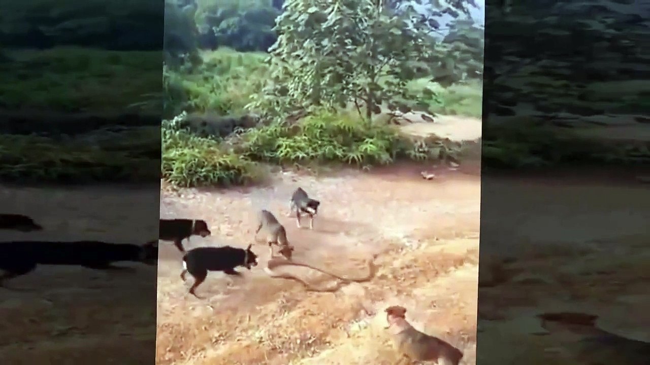 Dogs attack huge cobra , Online free 2016