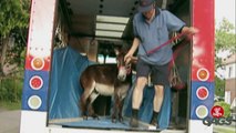 Throwback Thursday - Donkey Delivery Prank