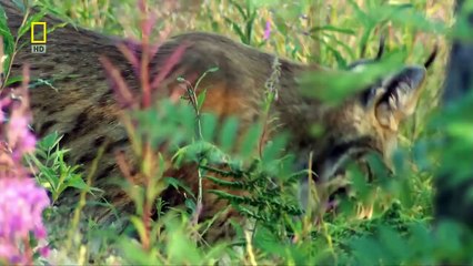[National Geographic] Wild Russia  The Great Divide HD (Nature Documentary)