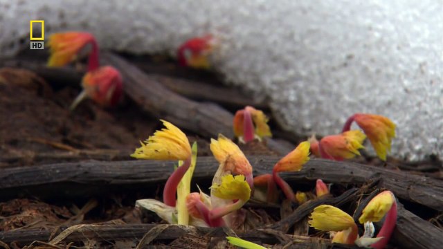 [National Geographic] Wild Russia Kamchatka HD (Nature Documentary)