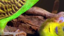 Most Colorful Tropical Wild Birds Parrots (Documentary HD)