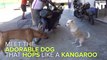 'Kangaroo Dog' Hops Around With Only 2 Legs