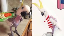 Bird who ripped out feathers now dresses up in sweaters