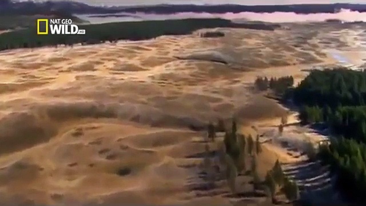 La louve de Yellowstone Documentaire animalier wild life National Geographic Documentary H