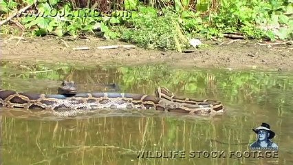 Pythons at Alligator Pond 07 - Dangerous Animals in Florida