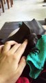 Relaxed Bat Gets Belly Scratched