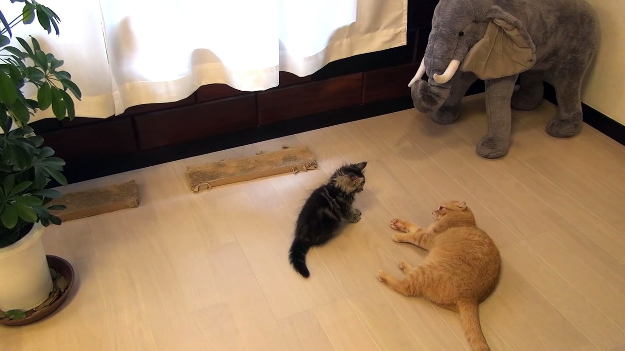 Osamu the kitten outbraved the 9 cats