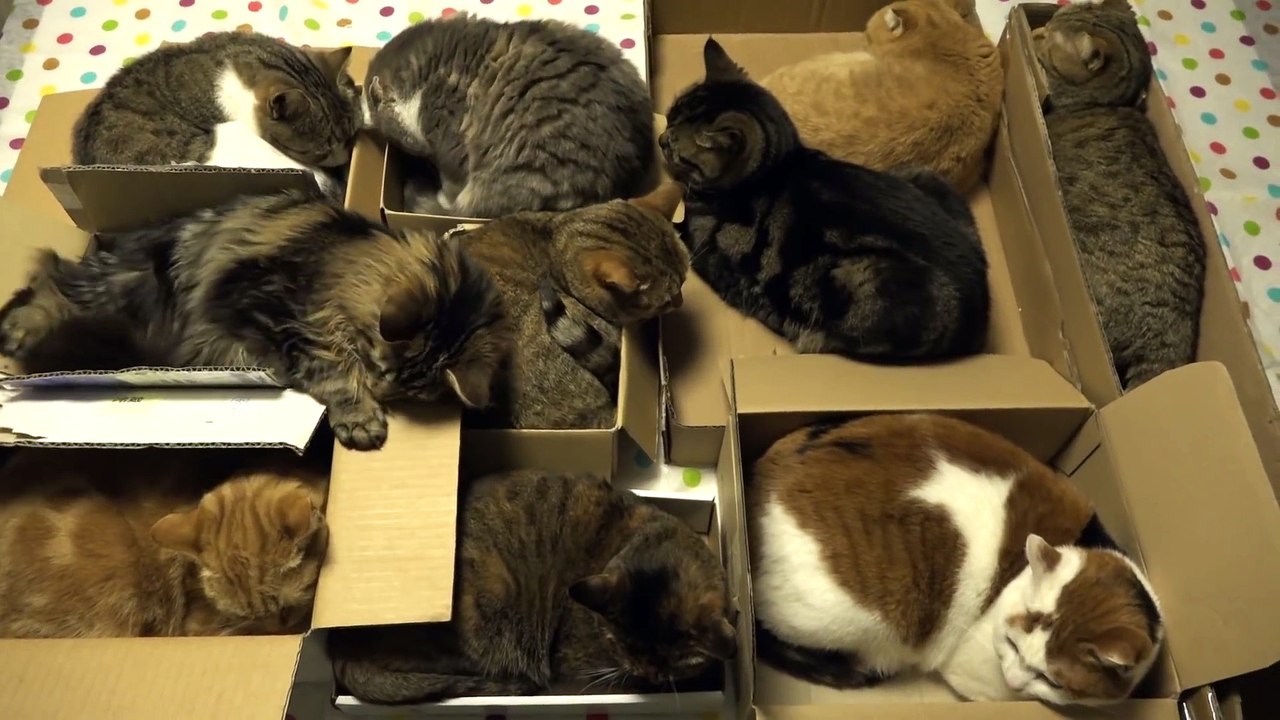 10 Cats Love Boxes