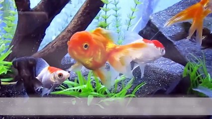 10 Scientific Misconc[E-0]tions Debunked Video