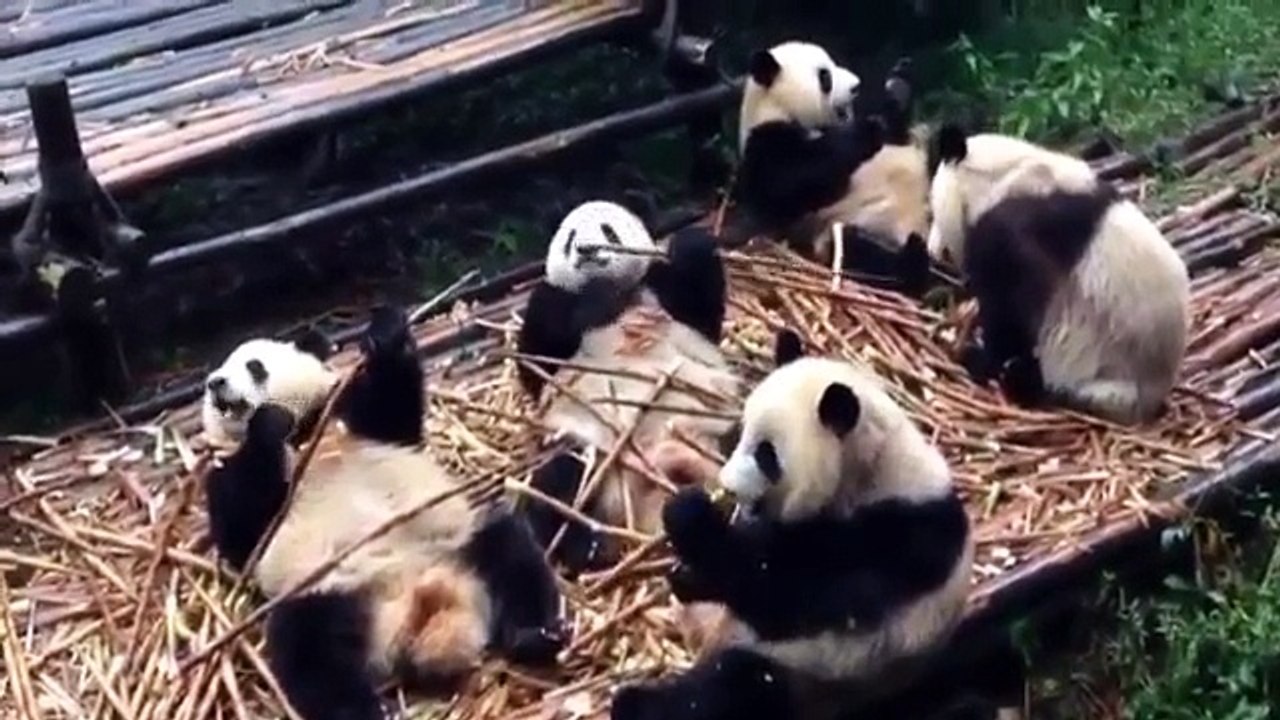 Funny Dogs - Funny Animals - Funny and cute animal compilation 2015