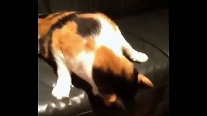 Funny cat making strange noise