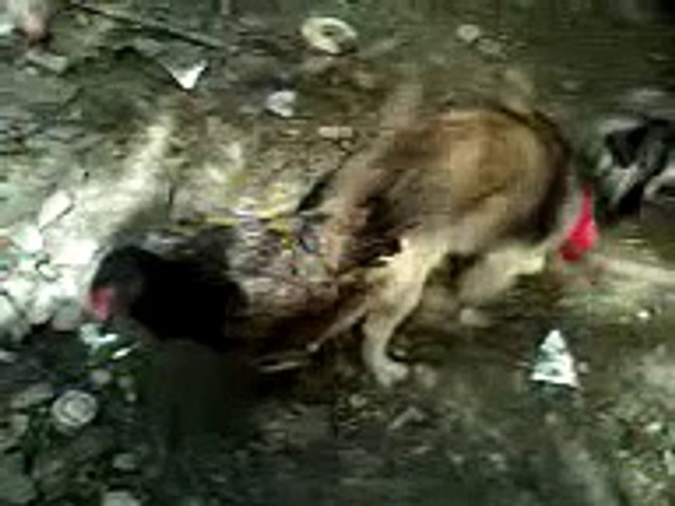 Very Funny Dog mating with cat, weird dog and chicken copulation