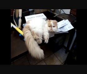William Bradley box clown - very funny Persian cat!