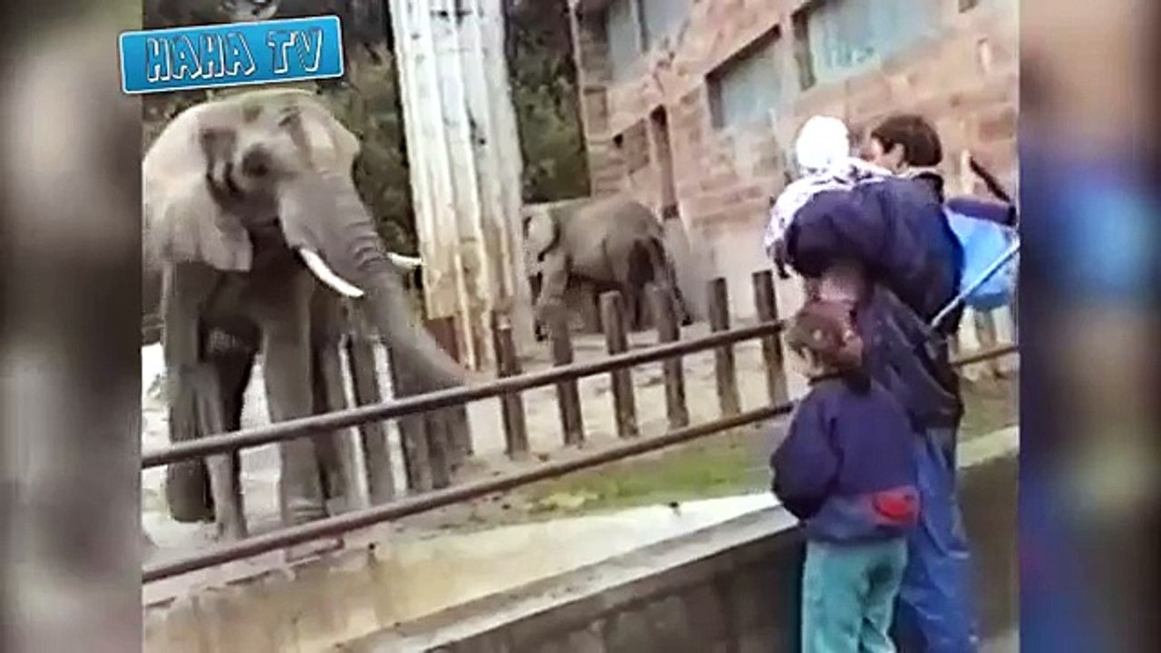 Funny Animal Videos Compilation 2014