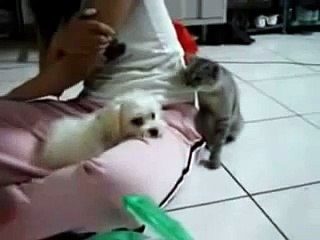 Cat Trolling Dog !