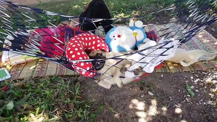 Мопс качается в гамаке
