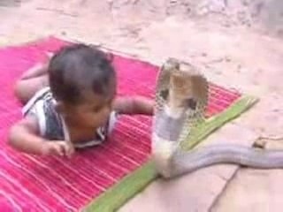 bebe joue avec Cobra