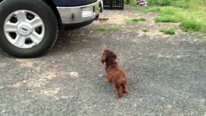 Dog Guards Family From His Reflection