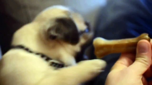 Un chiot carlin excité pour un os, il ne peut pas se contenir!