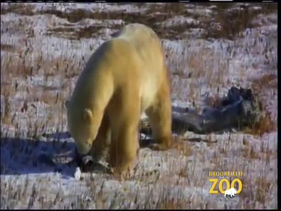 Polar Bears in Churchill, Manitoba