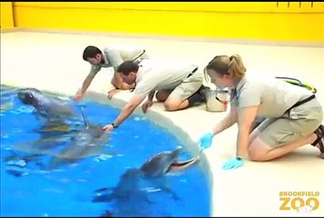 Dolphins Return to Brookfield Zoo