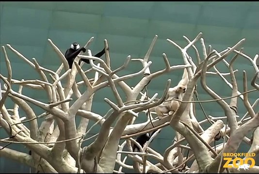 Duet of Singing Gibbons at Brookfield Zoo