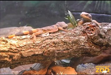 Fun Young Chuckwallas at Brookfield Zoo