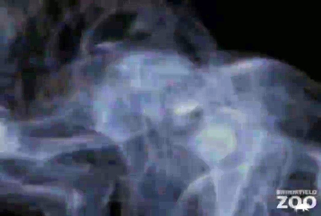 Scream Vacation  at Brookfield Zoo's Creatures of the Night