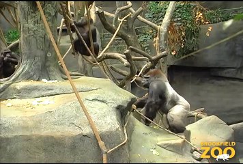 JoJo Gorilla Arrives at Brookfield Zoo