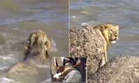 Lion is rescued from sea off Indian coast (Raw)