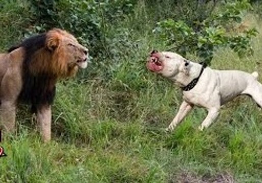 Wild animals hunting dog Pit bull vs tiger Leopard attack guard dogs Mountain lion vs dog