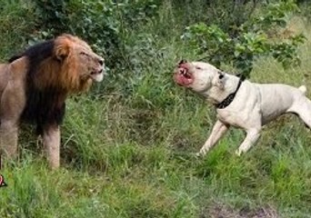 Wild animals hunting dog Pit bull vs tiger Leopard attack guard dogs Mountain lion vs dog