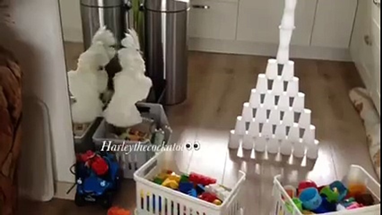 Sorunlu papağan