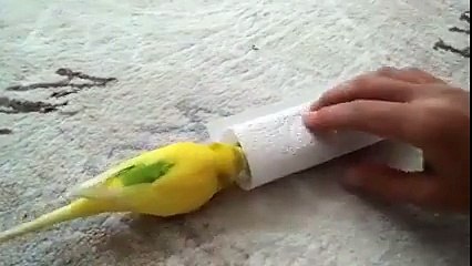 Love of Birds...This video will make you cry for sure