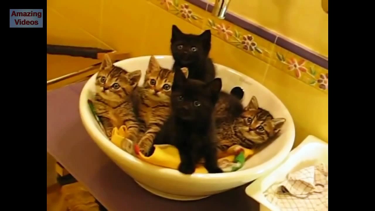 Ultimate Funny Cats Compilation - Best Moments