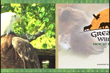Great Bear Wilderness at Brookfield Zoo