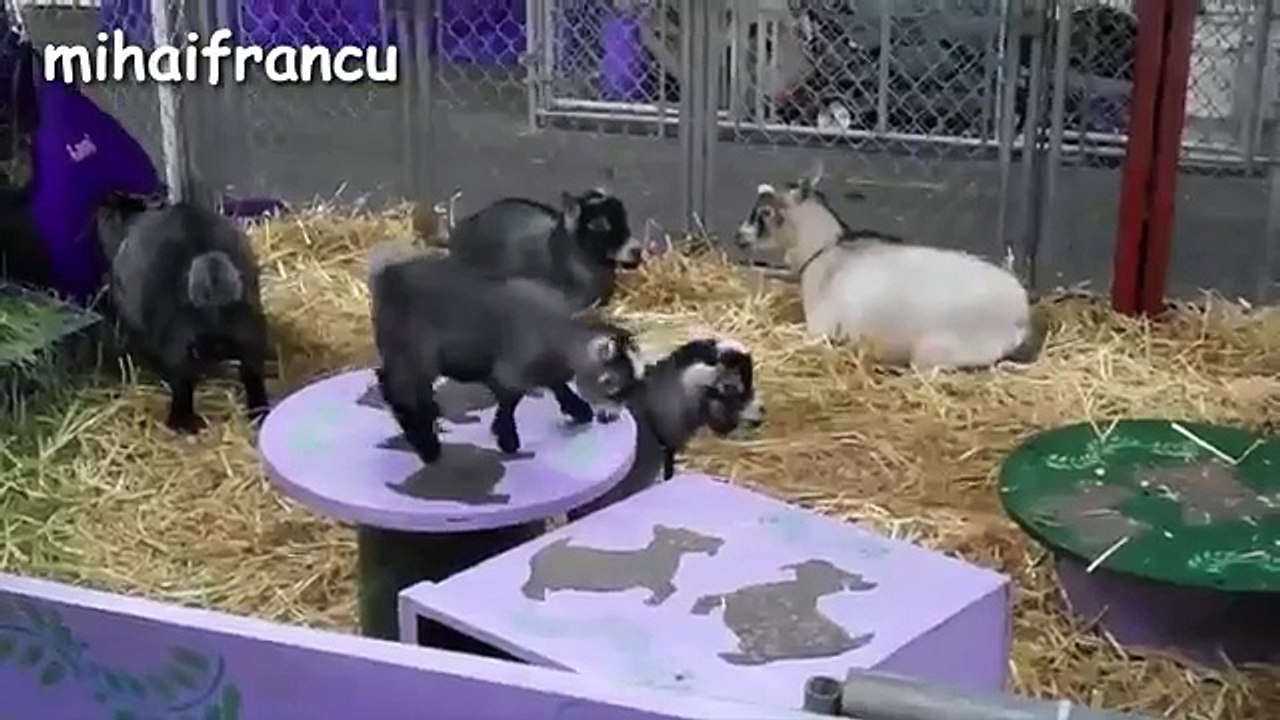 Funny Animals A Funny Animal Videos Compilation 2016 NEW HD