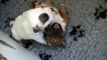 22ème vidéo Le chiot n°4 Femelle de la 23ème portée de STAFFORDLAND