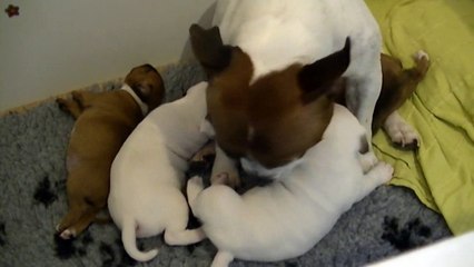 23ème vidéo Le chiot n°3 Mâle de la 23ème portée de STAFFORDLAND