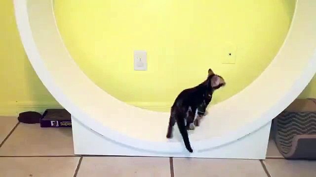 Cats Burn Calories on Giant Wheel-kirancollections